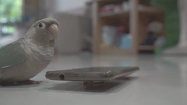 Green-cheeked parakeet or green-cheeked conure biting a smartphone on the sofa.