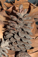 Pineapple and leaves