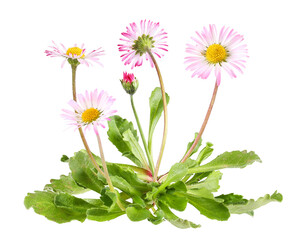 Daisies with leaves, isolated plant
