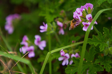 Honey bee pollinating a purple flower