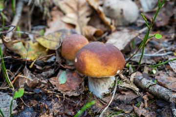 Beautiful boletus edulis mushroom banner in wild forest. White mushroom in autumn day