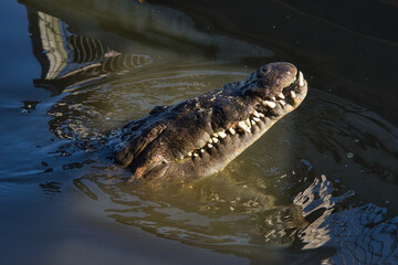 Alligator mississippiensis, Alligatoridae, Crocodylia, Riesenalligator schwimmt an der Wasseroberfläche in den Florida Everglades