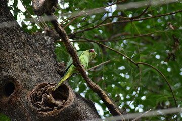 Parrot on the tree