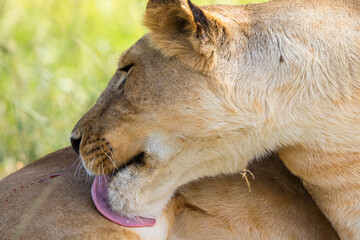 Lion licking a wound on his leg with his tongue