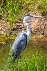 Side view at a Black-headed heron standing at a water hole