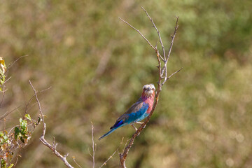 Colourful Lilac breasted roller looking up to the sky