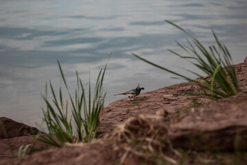green and yellow bird near the water 