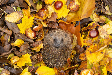 Hedgehog in autumn (Scientific name: Erinaceus Europaeus) wild, free roaming hedgehog, taken from wildlife garden hide to monitor health and population of this declining mammal  © Moorland Roamer