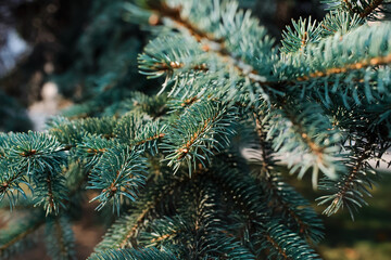 Christmas tree branches outdoors, close-up. Christmas green needles