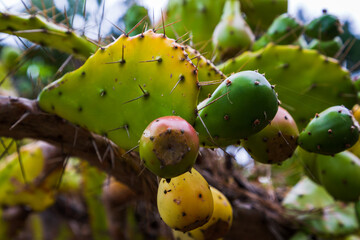 prickly pear cactus fruit