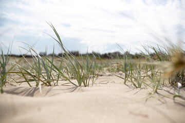 Grass and dunes 