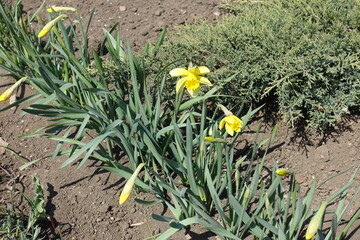Opening two flowers and closed buds of yellow narcissuses in April