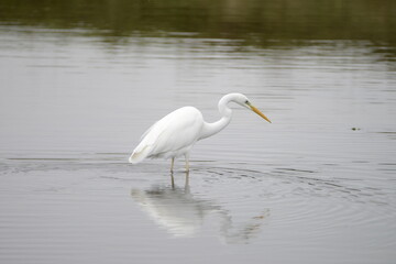Grande aigrette