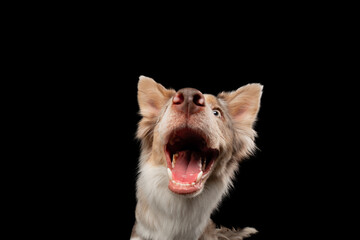 border collie funny portrait. Charming dog in studio on black background. 