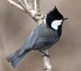 Rufous-naped Tit, Periparus rufonuchalis