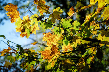 Feuilles d'automne au soleil.