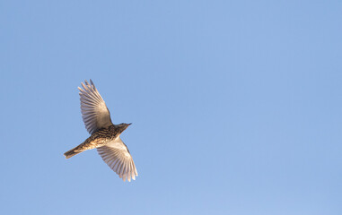 Obraz premium Mistle Thrush, Turdus viscivorus