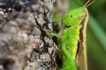 A grasshopper or locust rests on a stump of tree.