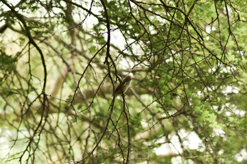 bird on the tree