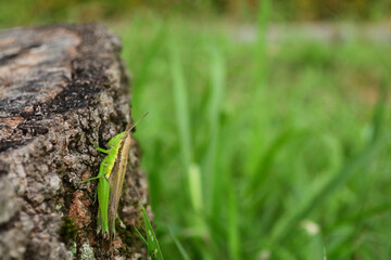 A grasshopper or locust rests on a stump of tree.