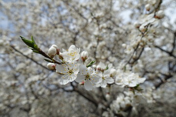 Flowering branch of plum tree in mid April