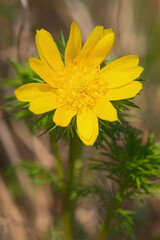 Spring Pheasant's Eye - Adonis vernalis, beautiful yellow flowering plant from European meadows and steppes, Czech Republic.