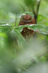 Short-tailed Frogmouth, Batrachostomus poliolophus