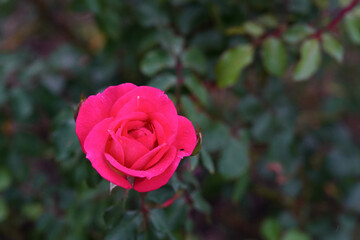 rose flower in the garden