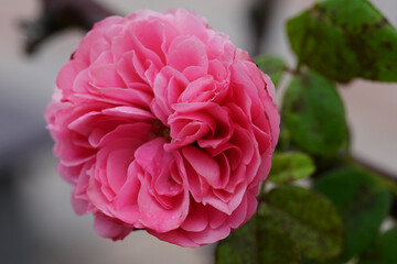 rose flower in the garden