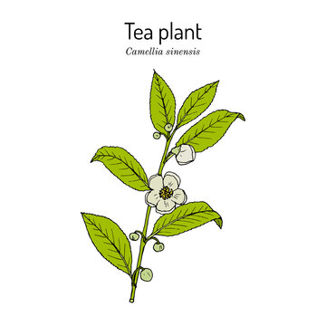 Tea plant Camellia sinensis . Vector illustration