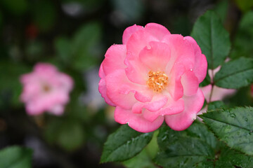 rose flower in the garden