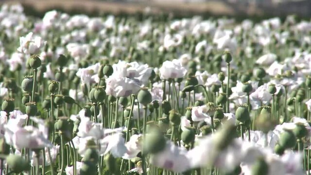 Opium Poppy Field,  Cressy, Tasmania