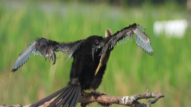 Anhinga Chick in pond ...