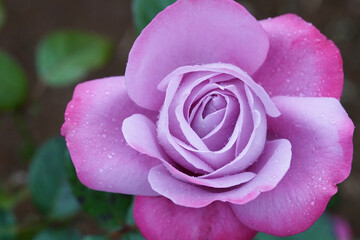 Obraz na płótnie Canvas rose flower in the garden