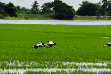 Saddle-billed stork flying on the sky