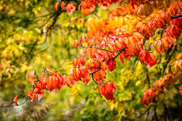 Makro bunte Bl&auml;tter der Blutbuche im Herbst