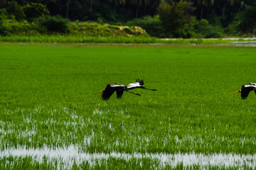 Saddle-billed stork flying on the sky