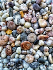 background of shells