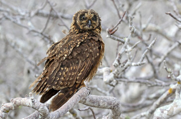 Galapagos Short-eared Owl, Asio flammeus galapagoensis