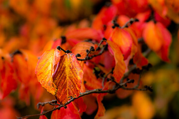 Makro bunte Blätter der Blutbuche im Herbst