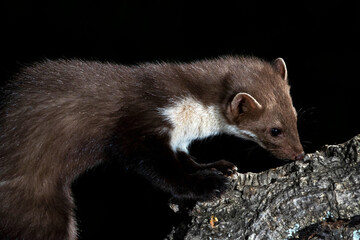 Beech Marten, Martes foina