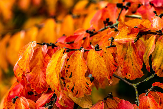 Makro bunte Blätter der Blutbuche im Herbst