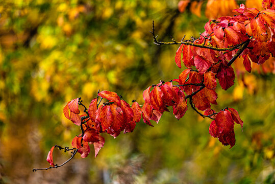 Makro bunte Blätter der Blutbuche im Herbst