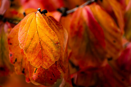 Makro bunte Blätter der Blutbuche im Herbst