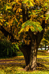 Hainbuche mit Herbstlaub im Park