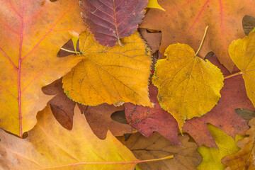 Naklejka na ściany i meble Autumn leaves close up. Background of various autumn leaves.