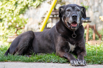 Obraz premium Big dog lying on the grass