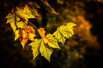 Ahornbätter im Herbst isoliert im Gegenlicht der Sonne
