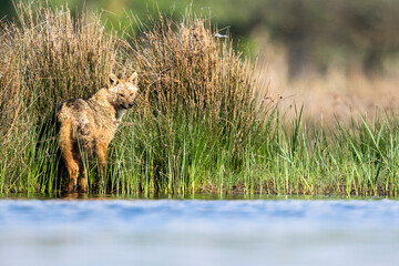 Eurasian Golden Jackal, Canis aureus moreoticus