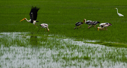 Saddle-billed stork flying on the sky